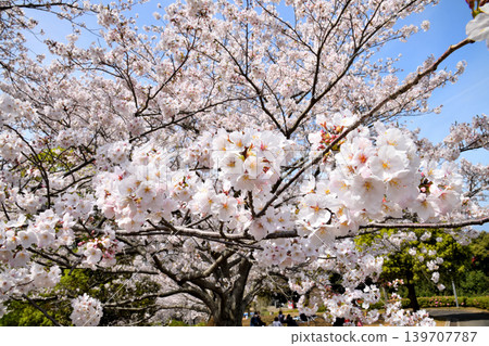 Sakura, Sakura, Sakura Sakura, Sakura, Sakura 139707787