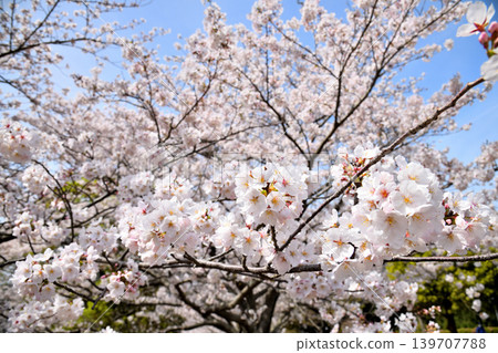 Sakura, Sakura, Sakura Sakura, Sakura, Sakura 139707788