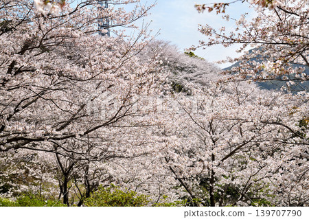 Sakura, Sakura, Sakura Sakura, Sakura, Sakura 139707790