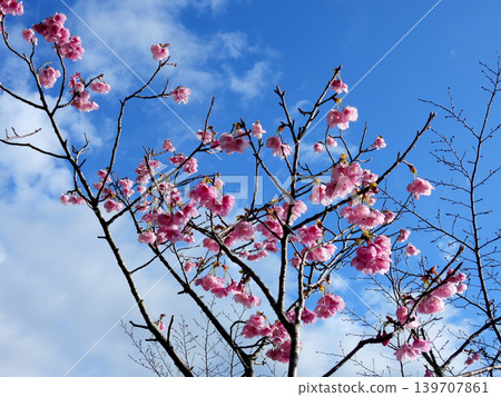 Pink cherry blossoms shining in the blue sky Pink cherry blossoms shining in the blue sky 139707861