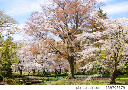 伊佐澄神社鳶尾花庭園：櫻花盛開，櫸樹春葉蔥蘢－福島縣 139707879
