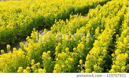 Rapeseed flower fields at Kirara Ajisu Roadside Station Rapeseed flower fields at Kirara Ajisu Roadside Station 139707931