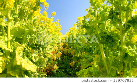 Rapeseed flower fields at Kirara Ajisu Roadside Station Rapeseed flower fields at Kirara Ajisu Roadside Station 139707935