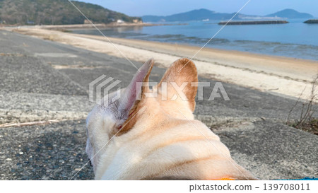 一隻法國鬥牛犬在箕濱海濱公園漫步 一隻法國鬥牛犬在箕濱海濱公園漫步 139708011