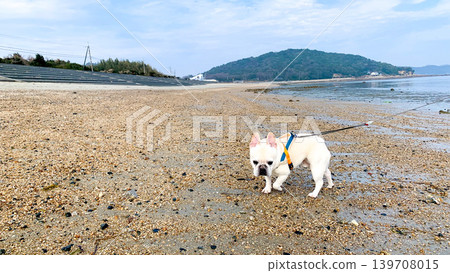 一隻法國鬥牛犬在箕濱海濱公園漫步 一隻法國鬥牛犬在箕濱海濱公園漫步 139708015