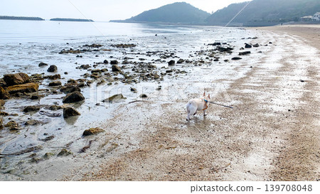 一隻法國鬥牛犬在箕濱海濱公園漫步 一隻法國鬥牛犬在箕濱海濱公園漫步 139708048