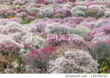 Inabe Bairin Park Inabe Bairin Park 139708202
