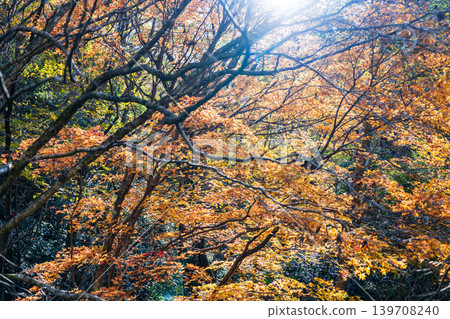 [Japan's Top 100 Waterfalls] Ryuzu Yaetaki Waterfall: Autumn foliage upstream of Ryuzu Waterfall (Part 4) Unnan City, Shimane Prefecture 139708240