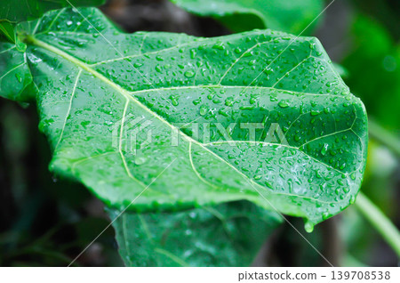Ficus lyrata Warb or fiddle fig , Ficus lyrata or Ficus and rain drop or rain droplet 139708538