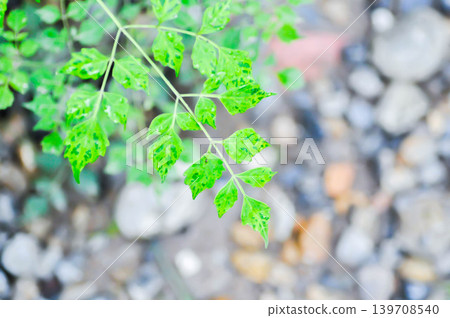 Cork tree, Indian cork tree or Millingtonia hortensis Linn or BIGNONIACEAE or small Cork tree Cork tree, Indian cork tree or Millingtonia hortensis Linn or BIGNONIACEAE or small Cork tree 139708540
