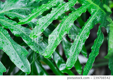 Philodendron bipinnatifidum Schott ex Endl, Philodendron sp or ARACEAE or Philodendron selloum and rain droplet or rain drop Philodendron bipinnatifidum Schott ex Endl, Philodendron sp or ARACEAE or Philodendron selloum and rain droplet or rain drop 139708542