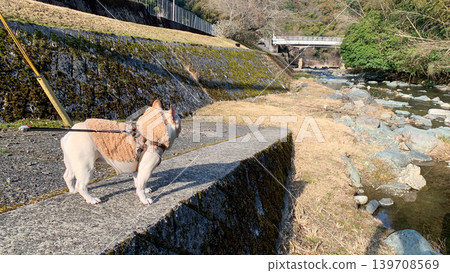 A French Bulldog walking along a country road A French Bulldog walking along a country road 139708569