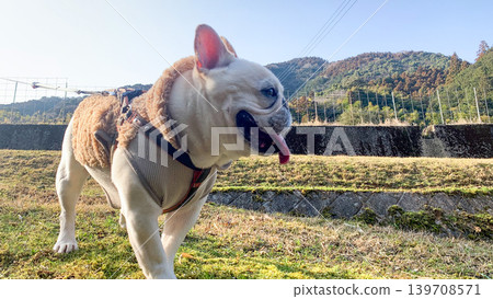 A French Bulldog walking along a country road 139708571