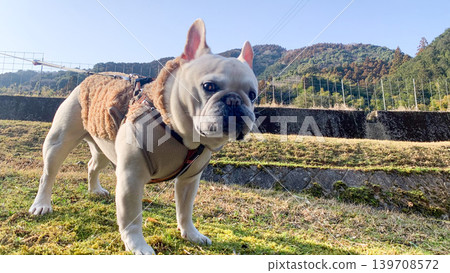 一隻法國鬥牛犬沿著鄉村公路行走 一隻法國鬥牛犬沿著鄉村公路行走 139708572