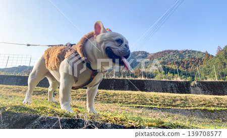 A French Bulldog walking along a country road A French Bulldog walking along a country road 139708577