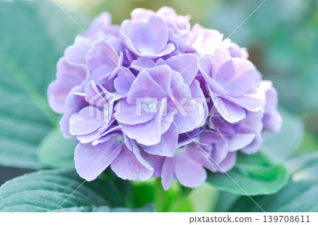 Hydrangea or macrophylla or Hydrangeaceae or purple hydrangea 139708611