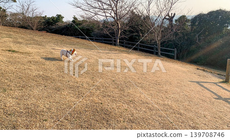 法國鬥牛犬隊在最西端地區比賽 139708746