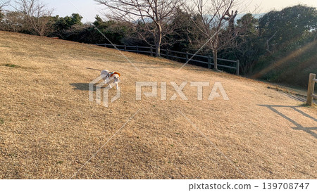 French Bulldogs playing in the westernmost region French Bulldogs playing in the westernmost region 139708747