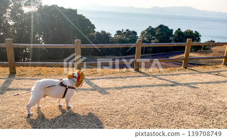 法國鬥牛犬隊在最西端地區比賽 139708749