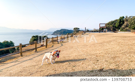 法國鬥牛犬隊在最西端地區比賽 法國鬥牛犬隊在最西端地區比賽 139708753