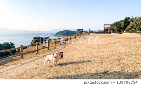 法國鬥牛犬隊在最西端地區比賽 法國鬥牛犬隊在最西端地區比賽 139708754
