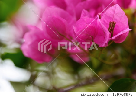 Bougainvillea bathed in soft light 139708973