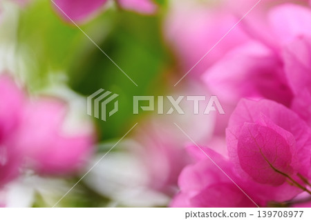 Bougainvillea blooming against a soft background Bougainvillea blooming against a soft background 139708977