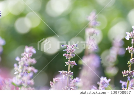 Cat mint 139708997