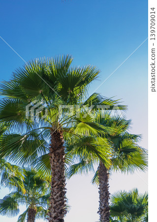 Lush Washingtonia palm trees against a blue sky in Florida Lush Washingtonia palm trees against a blue sky in Florida 139709014