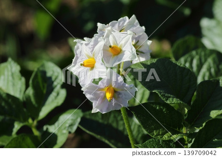 初夏盛開的馬鈴薯花 初夏盛開的馬鈴薯花 139709042