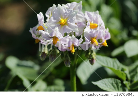 初夏盛開的馬鈴薯花 初夏盛開的馬鈴薯花 139709043