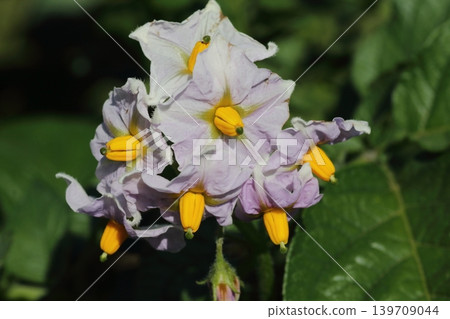 初夏盛開的馬鈴薯花 初夏盛開的馬鈴薯花 139709044