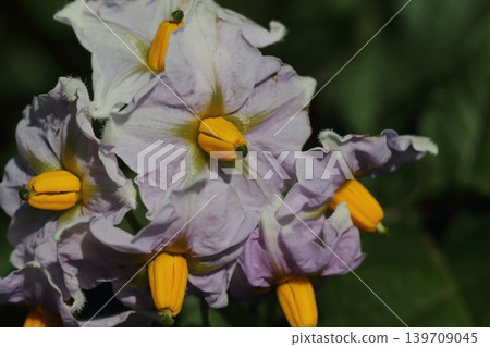 初夏盛開的馬鈴薯花 初夏盛開的馬鈴薯花 139709045
