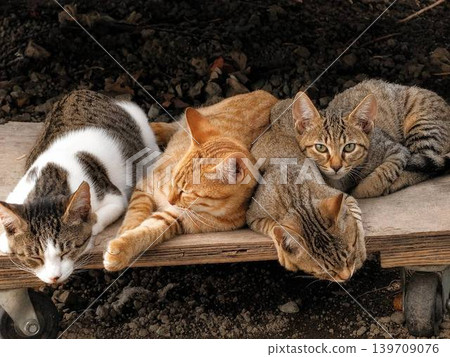 Four Japanese Cats Sunbathing Together Four Japanese Cats Sunbathing Together 139709076
