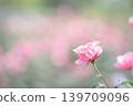 玫瑰	 139709096