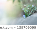 中提琴 139709099