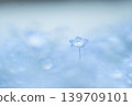 喜林草 139709101
