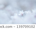 櫻花 139709102