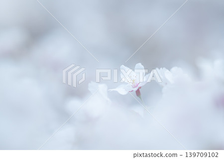 櫻花 櫻花 139709102