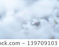 櫻花 139709103