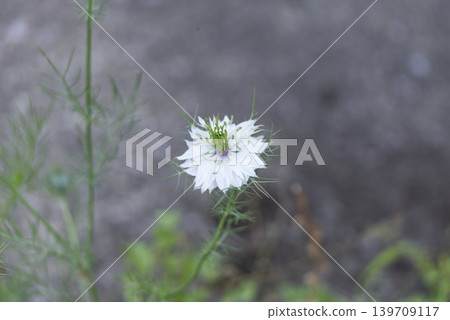 White nigella flowers (Nigella gracilis) against a green background of early summer. White nigella flowers (Nigella gracilis) against a green background of early summer. 139709117