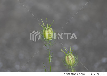Nigella fruit (fruit of the blackberry plant) against a beautifully blurred background. Nigella fruit (fruit of the blackberry plant) against a beautifully blurred background. 139709118