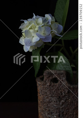 陶罐中擺放的繡球花 陶罐中擺放的繡球花 139709152