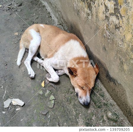 Brown and white dog sleeping curled up on dirty ground next to concrete wall. Brown and white dog sleeping curled up on dirty ground next to concrete wall. 139709205