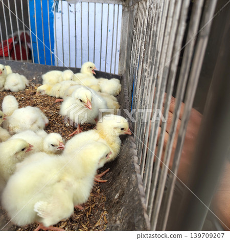 Close up view of yellow chicks inside metal cage with blurred background. 139709207