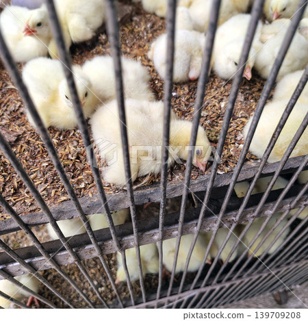 Cute yellow baby chicks huddled together in poultry farm cage for warmth. 139709208