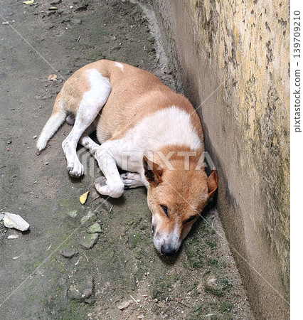 Ginger and white stray dog sleeping peacefully on dirty ground next to wall. Ginger and white stray dog sleeping peacefully on dirty ground next to wall. 139709210