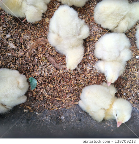 Top down shot of fluffy yellow chicks resting on ground of hay and wood shavings. Top down shot of fluffy yellow chicks resting on ground of hay and wood shavings. 139709218