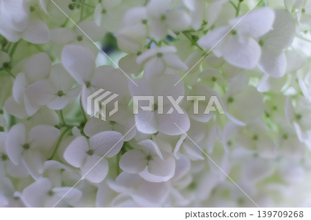 Hydrangea flowers - Annabelle Hydrangea flowers - Annabelle 139709268