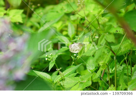 A cabbage white butterfly resting its wings amidst the greenery. 139709366